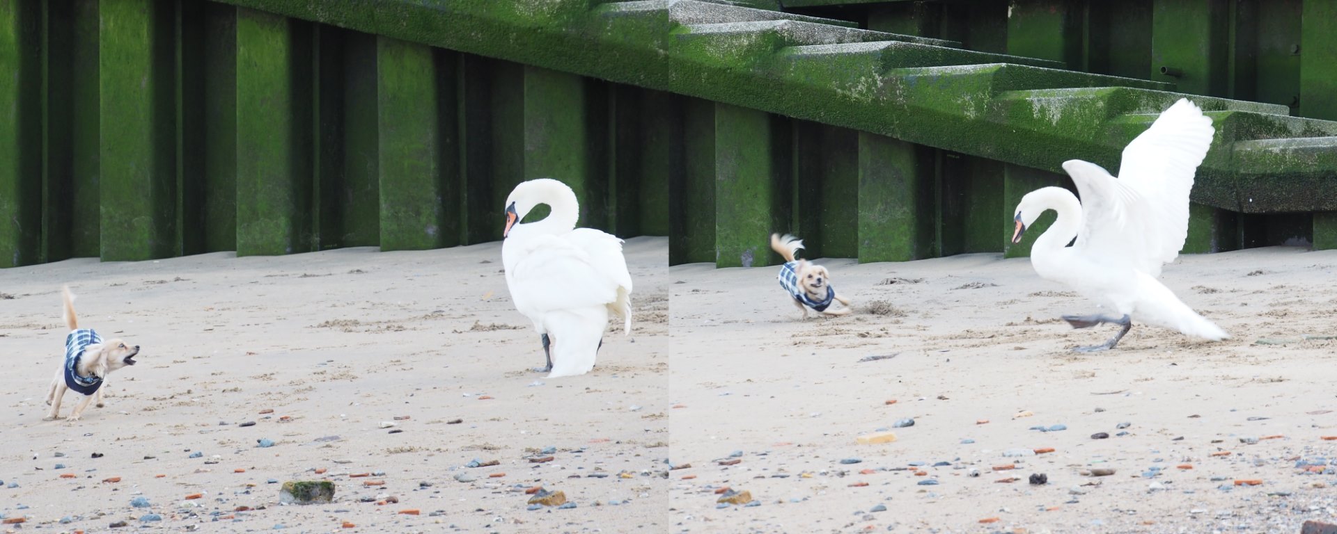 Dog vs Swan